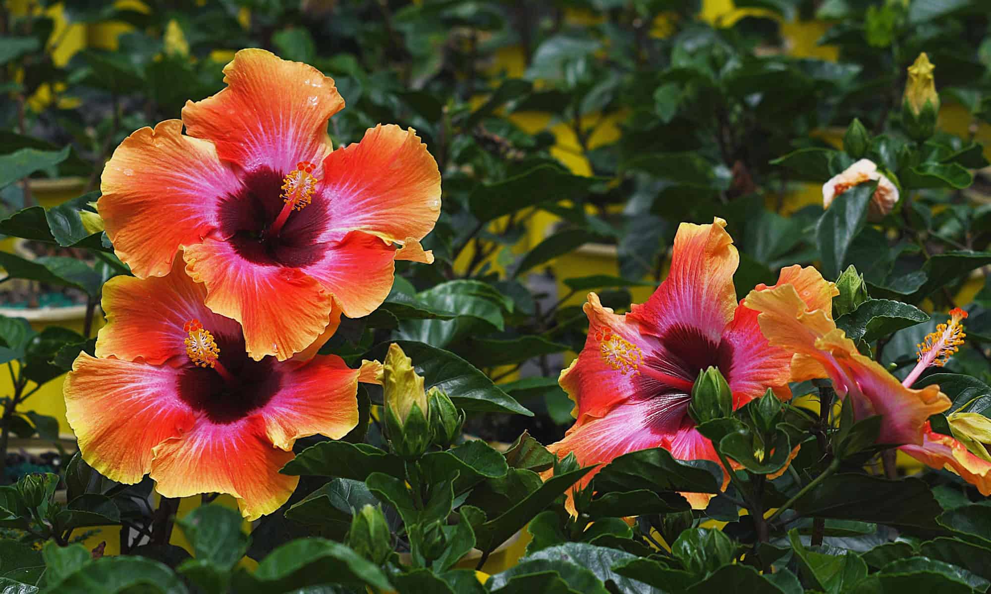 Bring the Tropics Home