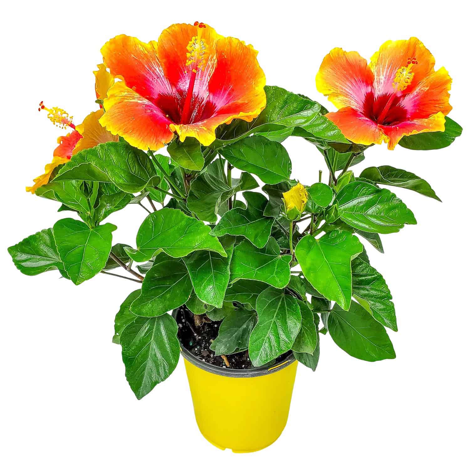 All Plants