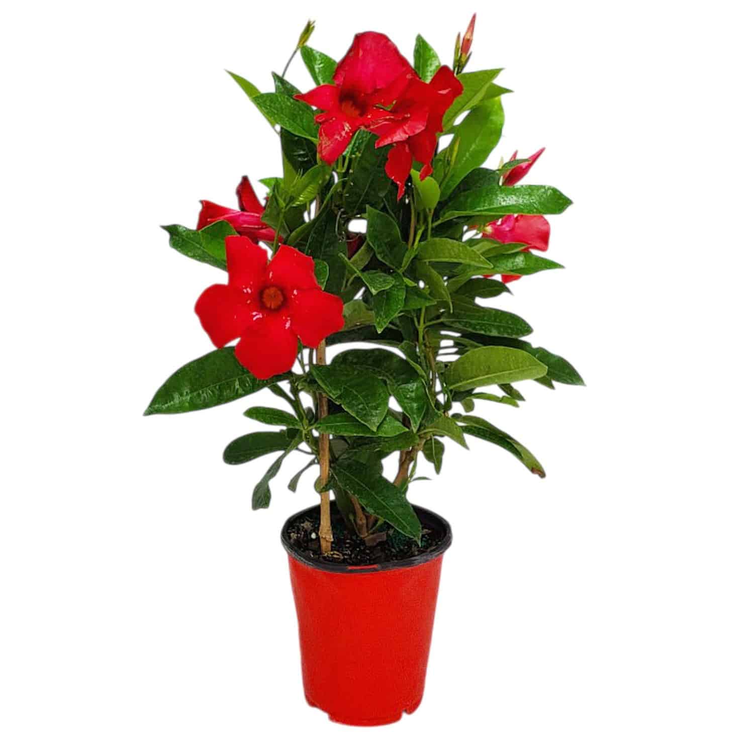 Dipladenia & Mandevilla Plants