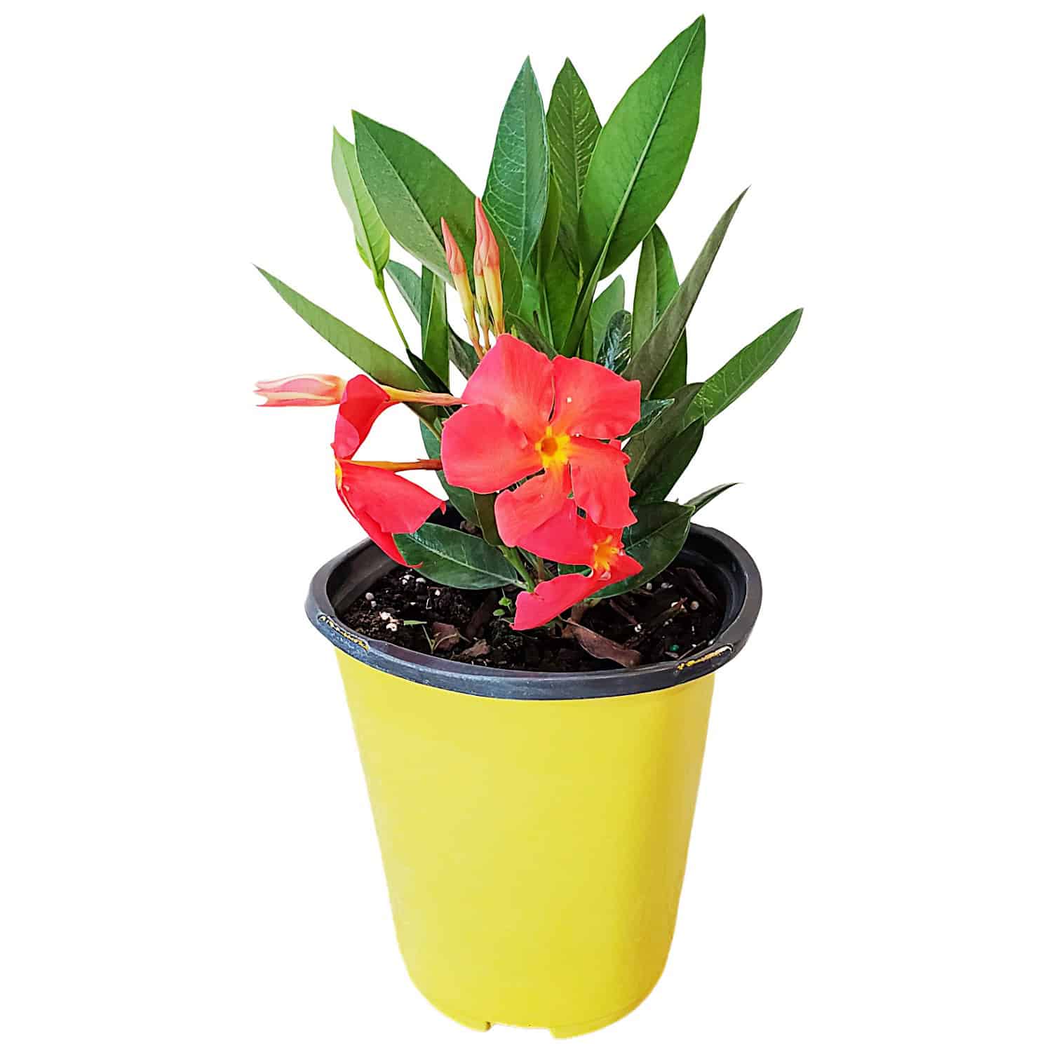 Dipladenia Plants